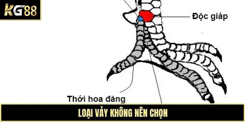 Loại vảy không nên chọn