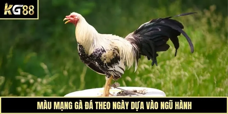 Màu mạng gà đá theo ngày dựa vào ngũ hành