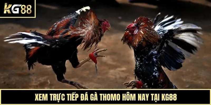 Xem trực tiếp đá gà Thomo hôm nay tại KG88