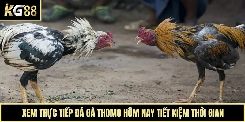 Xem trực tiếp đá gà Thomo hôm nay tiết kiệm thời gian